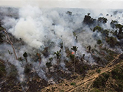 BlackRock, BNP Paribas push deforestation as urgent climate change risk - S&P Global